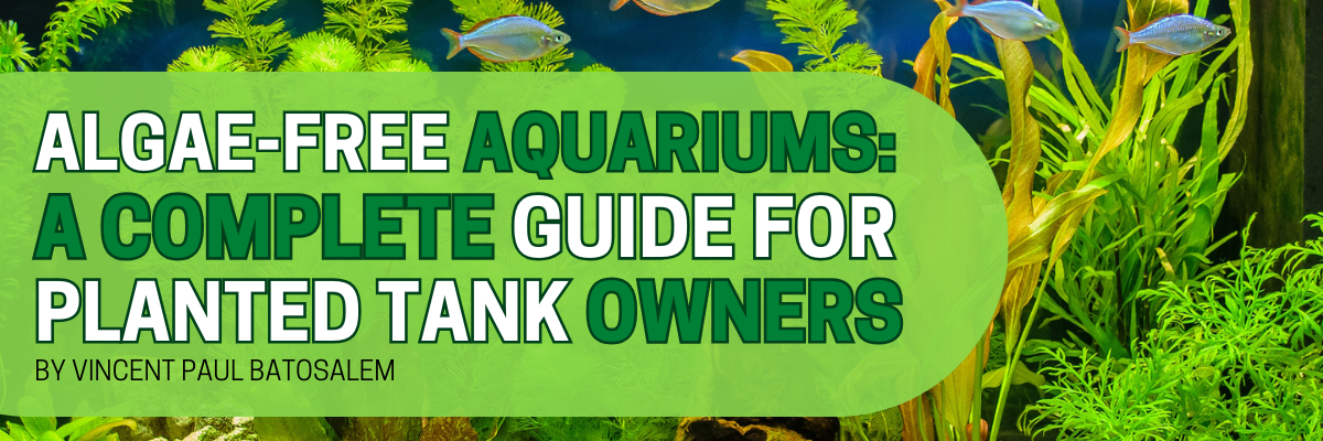 Algae-Free Aquariums: A Complete Guide for Planted Tank Owners – Glass ...