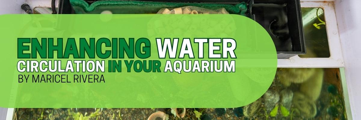 Enhancing Water Circulation in Your Aquarium – Glass Grown Aquatics
