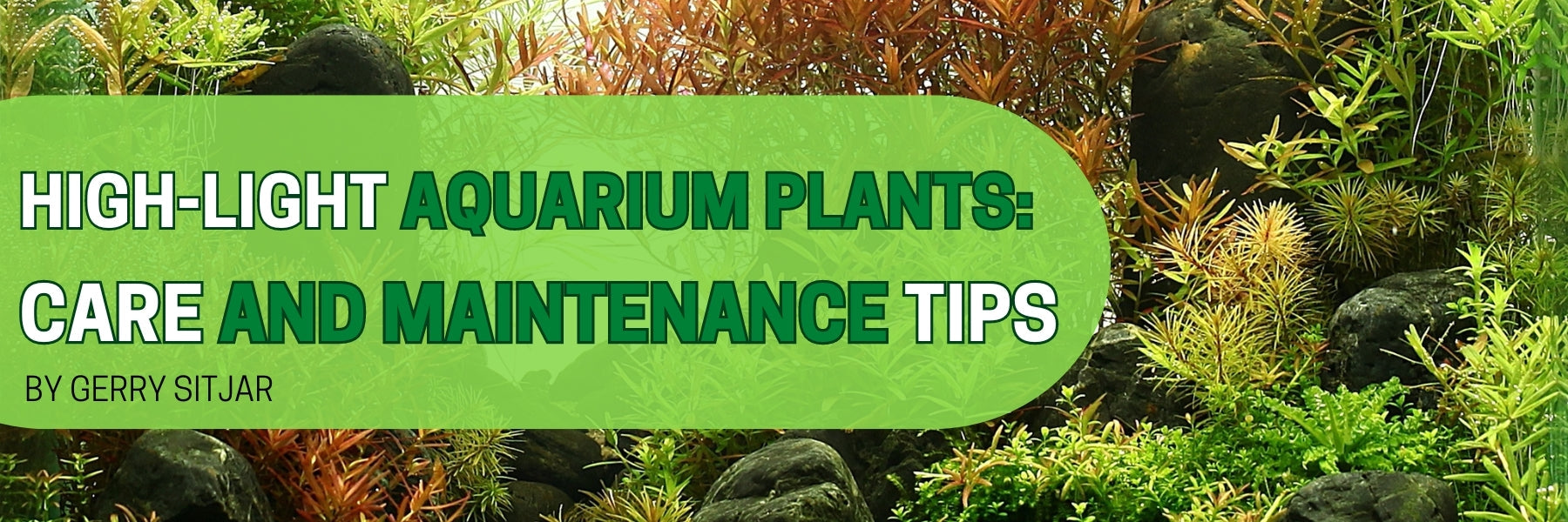 High Light Aquarium Plants Care and Maintenance Tips Glass Grown Aquatics