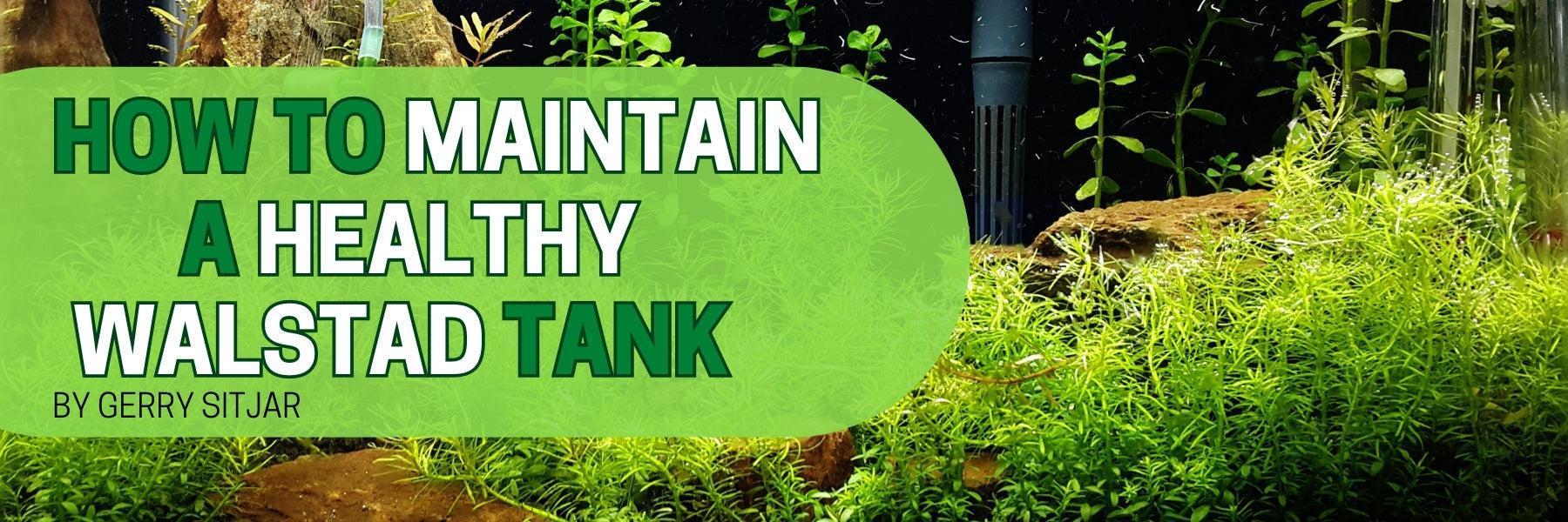 Curated visual reference: Picture Idea: How To Maintain A Healthy Walstad Tank