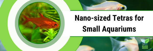 Mini 2024 tetra fish