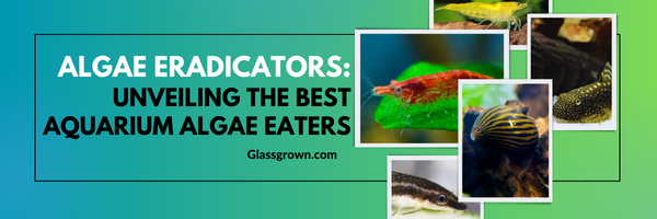 Unveiling the Best Aquarium Algae Eaters Glass Grown Aquatics