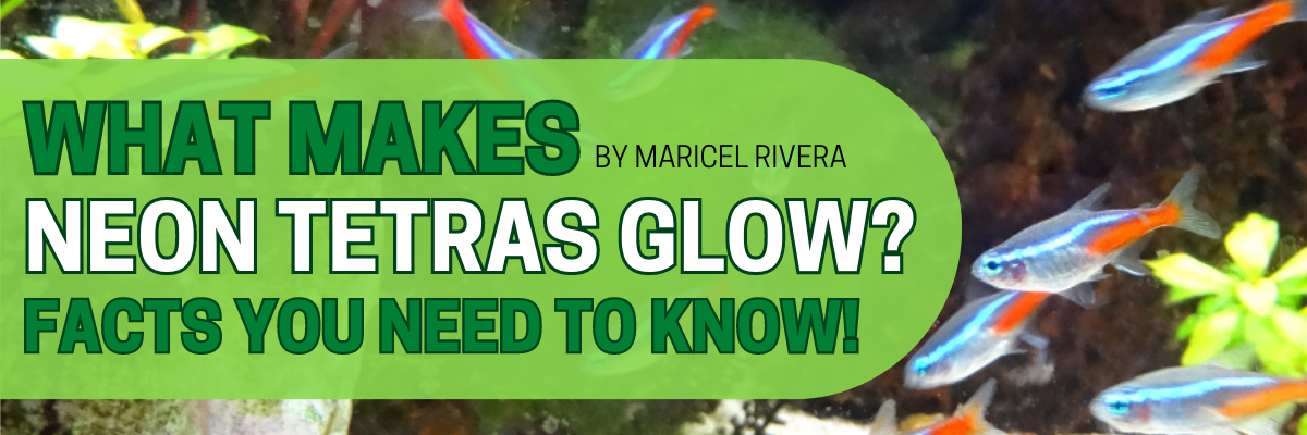 http://glassgrown.com/cdn/shop/articles/what-makes-neon-tetras-glow-facts-you-need-to-know.png?v=1692905592