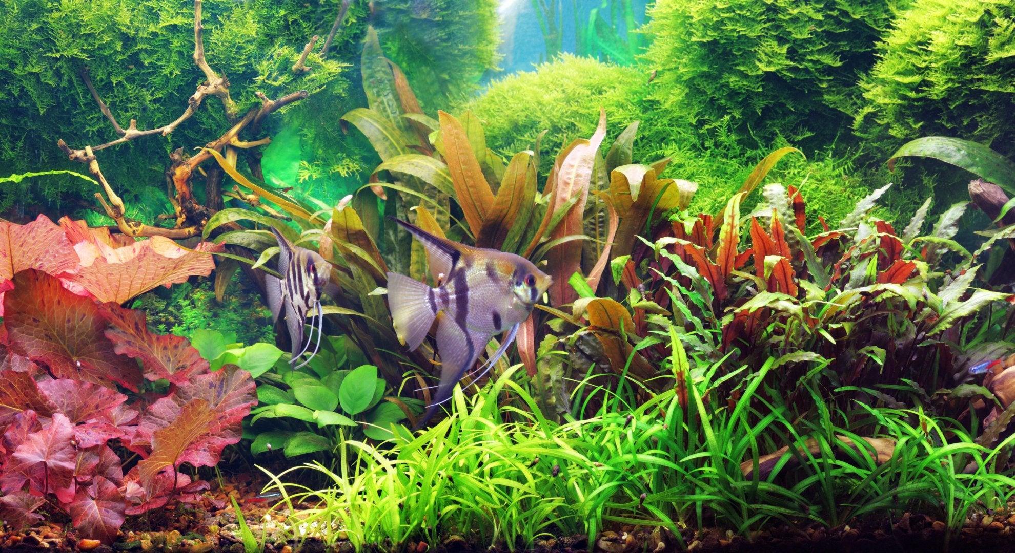 CO2: The Non‑Negotiable Partner