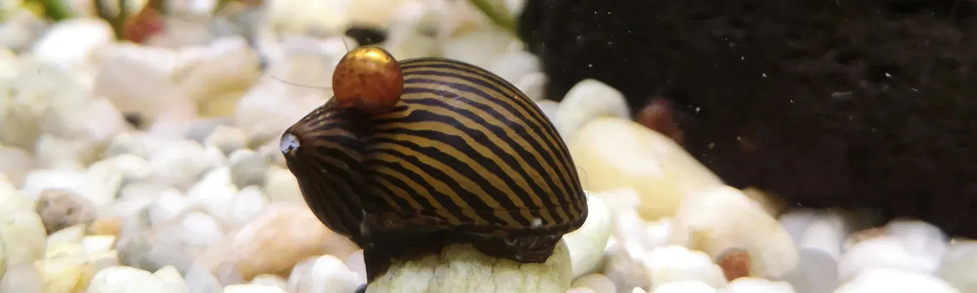 Picture of I need some algae-eating snails... – Glass Grown Aquatics