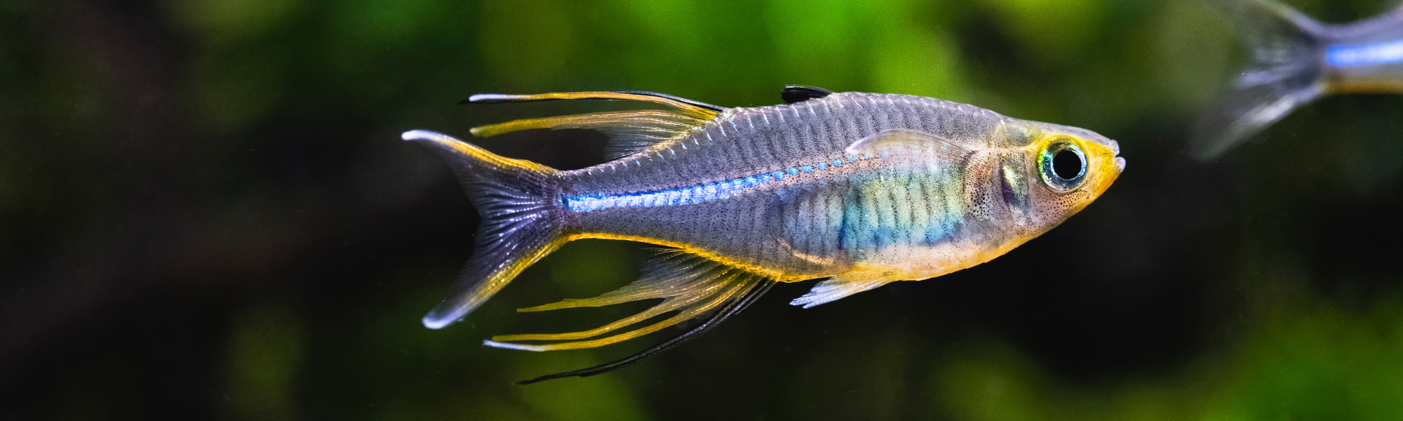 Rainbowfish – Glass Grown Aquatics