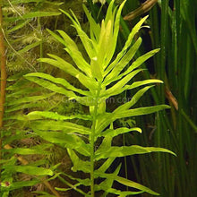 Load image into Gallery viewer, Bunch Ammania Gracilis-Aquatic Plants-Glass Grown Aquatics-Glass Grown Aquatics-Aquarium live fish plants, decor