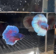 Load image into Gallery viewer, Male Lavender Big Ear Betta-Live Animals-Glass Grown-Glass Grown Aquatics-Aquarium live fish plants, decor