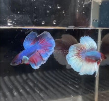 Load image into Gallery viewer, Male Lavender Big Ear Betta-Live Animals-Glass Grown-Glass Grown Aquatics-Aquarium live fish plants, decor