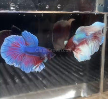 Load image into Gallery viewer, Male Lavender Big Ear Betta-Live Animals-Glass Grown-Glass Grown Aquatics-Aquarium live fish plants, decor