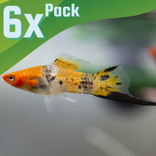 Load image into Gallery viewer, Koi Sanke Swordtail 6 Pack-Live Animals-Glass Grown Aquatics-School of 6-Glass Grown Aquatics-Aquarium live fish plants, decor