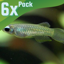 Load image into Gallery viewer, Norman's Lampeye Killifish 6x-Live Animals-Glass Grown Aquatics-School of 6-Glass Grown Aquatics-Aquarium live fish plants, decor