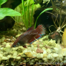 Load image into Gallery viewer, Female Betta Sorority 3 Pack-Live Animals-Glass Grown-School of 3-Glass Grown Aquatics-Aquarium live fish plants, decor