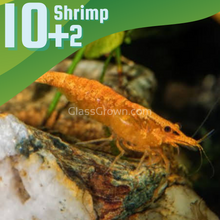 Load image into Gallery viewer, Sunkist Orange Dwarf Shrimp 10+ Pack-Live Animals-Glass Grown-10x-Glass Grown Aquatics-Aquarium live fish plants, decor