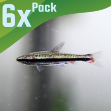 Load image into Gallery viewer, Golden Pencilfish 6 Pack-Live Animals-Glass Grown Aquatics-School of 6-Glass Grown Aquatics-Aquarium live fish plants, decor