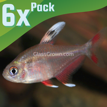 Load image into Gallery viewer, White Fin Pink Jewel Tetras 6 Pack-Live Animals-Glass Grown Aquatics-School of 6-Glass Grown Aquatics-Aquarium live fish plants, decor