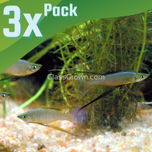 Load image into Gallery viewer, Threadfin Rainbowfish 3 Pack-Live Animals-Glass Grown Aquatics-School of 3-Glass Grown Aquatics-Aquarium live fish plants, decor