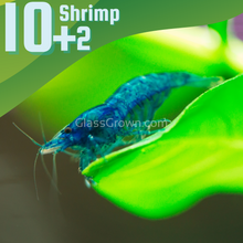 Load image into Gallery viewer, Blue Dream Dwarf Shrimp 10+ Pack-Live Animals-Glass Grown-10x-Glass Grown Aquatics-Aquarium live fish plants, decor