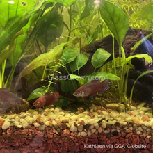 Load image into Gallery viewer, Female Betta Sorority 3 Pack-Live Animals-Glass Grown-School of 3-Glass Grown Aquatics-Aquarium live fish plants, decor