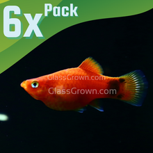 Load image into Gallery viewer, Mickey Mouse Platy 6 Pack-Live Animals-Glass Grown Aquatics-School of 6-Glass Grown Aquatics-Aquarium live fish plants, decor