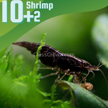 Load image into Gallery viewer, Black Onyx Dwarf Shrimp 10+ Pack-Live Animals-Glass Grown-10x-Glass Grown Aquatics-Aquarium live fish plants, decor