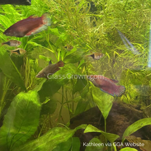 Load image into Gallery viewer, Female Betta Sorority 3 Pack-Live Animals-Glass Grown-School of 3-Glass Grown Aquatics-Aquarium live fish plants, decor