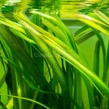 Load image into Gallery viewer, Jungle Vallisneria 3 Pack-Aquatic Plants-Glass Grown-Glass Grown Aquatics-Aquarium live fish plants, decor