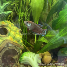 Load image into Gallery viewer, Female Betta Sorority 3 Pack-Live Animals-Glass Grown-School of 3-Glass Grown Aquatics-Aquarium live fish plants, decor