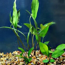 Load image into Gallery viewer, Grower's Choice Anubias (3 Plants)-Aquatic Plants-Glass Grown Aquatics-Glass Grown Aquatics-Aquarium live fish plants, decor
