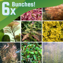 Load image into Gallery viewer, Grower's Choice High Light Plants (6 Bunches)-Aquatic Plants-Glass Grown Aquatics-Glass Grown Aquatics-Aquarium live fish plants, decor