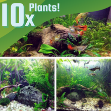 Load image into Gallery viewer, Grower's Choice 10 Tiny Plant Sampler Pack-Aquatic Plants-Glass Grown-Ten Species Pack-No Thanks!-Glass Grown Aquatics-Aquarium live fish plants, decor