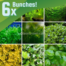 Load image into Gallery viewer, Grower's Choice Low Light Plants (6 Bunches)-Aquatic Plants-Glass Grown Aquatics-Glass Grown Aquatics-Aquarium live fish plants, decor