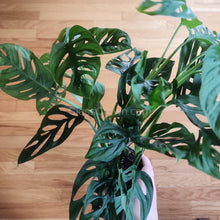 Load image into Gallery viewer, Swiss Cheese Vine Rooted Stems or Pots-Plants-Glass Grown-Single Bare-Root Stem-Glass Grown Aquatics-Aquarium live fish plants, decor