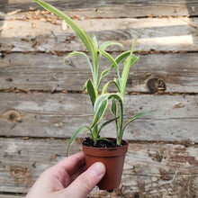 Load image into Gallery viewer, Striped Lucky Bamboo 2" Pot-Aquatic Plants-Glass Grown-Glass Grown Aquatics-Aquarium live fish plants, decor