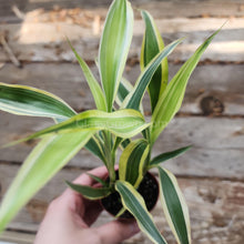 Load image into Gallery viewer, Striped Lucky Bamboo 2" Pot-Aquatic Plants-Glass Grown-Glass Grown Aquatics-Aquarium live fish plants, decor