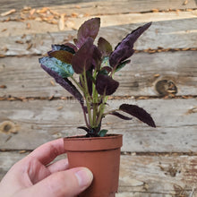 Load image into Gallery viewer, Purple Waffle Plant 2" Pot-Indoor & Outdoor Plants-Glass Grown-Glass Grown Aquatics-Aquarium live fish plants, decor