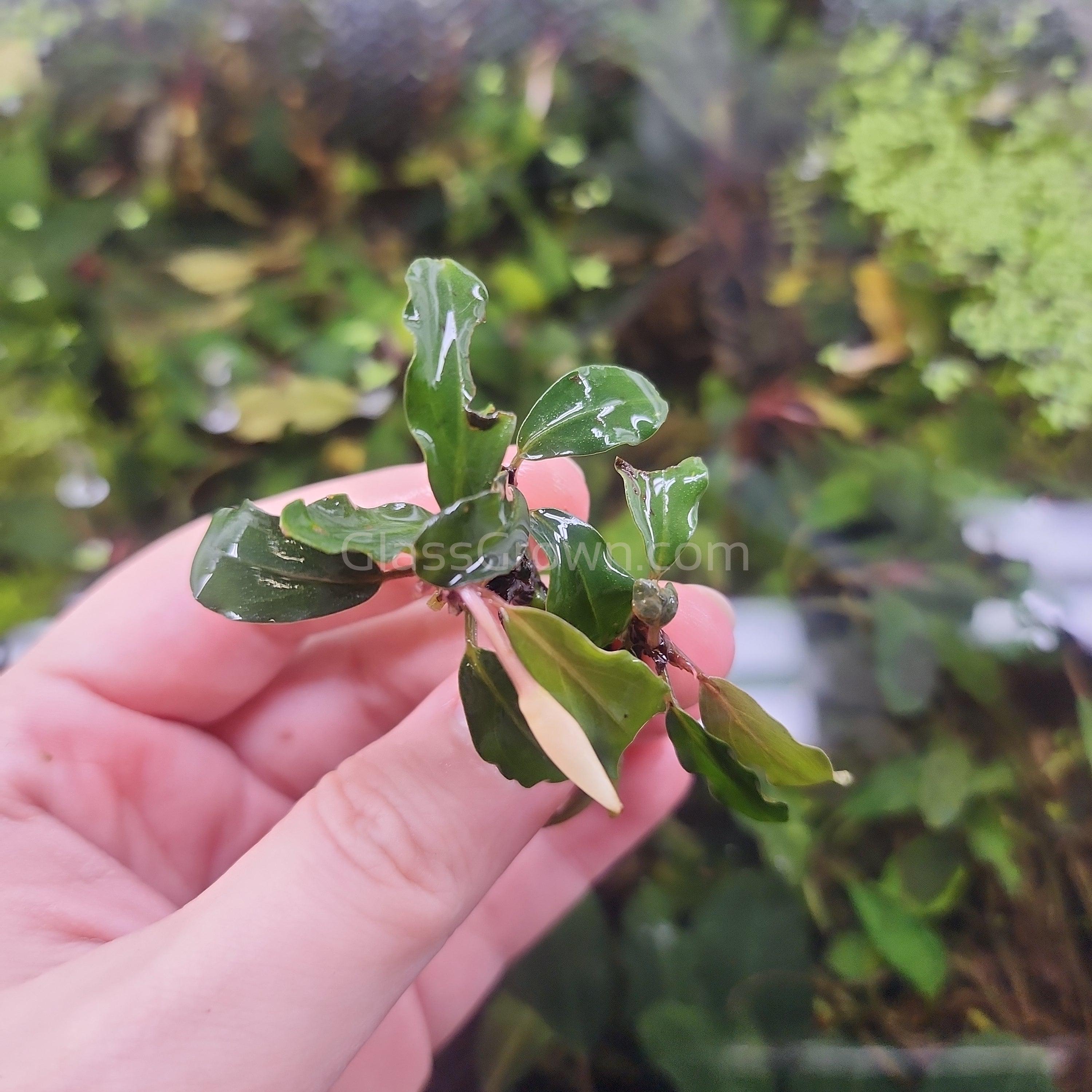 Bucephalandra Theia Mini – Glass Grown Aquatics