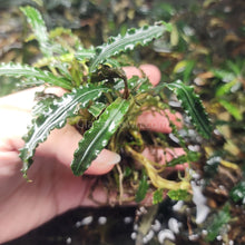 Load image into Gallery viewer, Mixed Buce 5 Starter Pack-Aquatic Plants-Glass Grown Aquatics-Glass Grown Aquatics-Aquarium live fish plants, decor