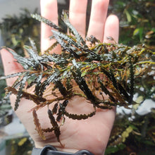 Load image into Gallery viewer, Mixed Buce 5 Starter Pack-Aquatic Plants-Glass Grown Aquatics-Glass Grown Aquatics-Aquarium live fish plants, decor