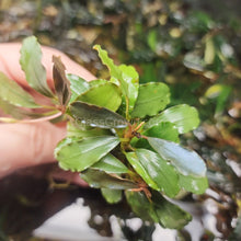 Load image into Gallery viewer, Assorted Bucephalandra Tub-Aquatic Plants-Glass Grown Aquatics-Glass Grown Aquatics-Aquarium live fish plants, decor