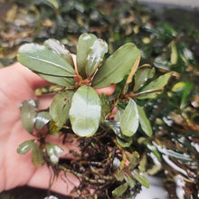 Load image into Gallery viewer, Mixed Buce 5 Starter Pack-Aquatic Plants-Glass Grown Aquatics-Glass Grown Aquatics-Aquarium live fish plants, decor