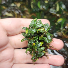 Load image into Gallery viewer, Mixed Buce 5 Starter Pack-Aquatic Plants-Glass Grown Aquatics-Glass Grown Aquatics-Aquarium live fish plants, decor