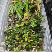 Load image into Gallery viewer, Assorted Bucephalandra Tub-Aquatic Plants-Glass Grown Aquatics-Glass Grown Aquatics-Aquarium live fish plants, decor