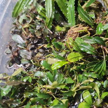 Load image into Gallery viewer, Assorted Bucephalandra Tub-Aquatic Plants-Glass Grown Aquatics-Glass Grown Aquatics-Aquarium live fish plants, decor