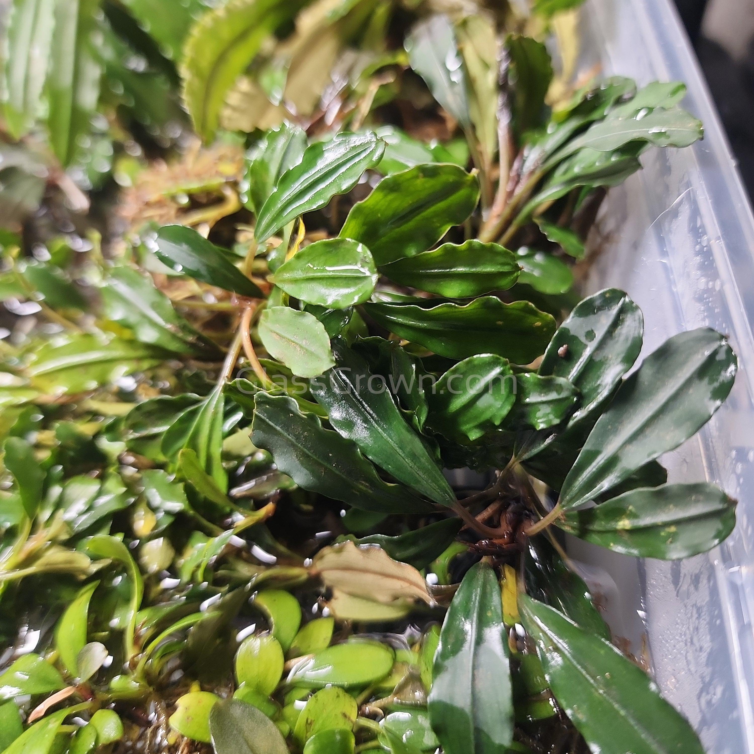 Assorted Bucephalandra Tub, 8 Species, Low Light Epiphyte