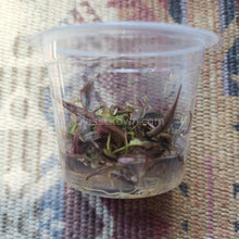 Load image into Gallery viewer, Tissue Culture Cryptocoryne Flamingo-Aquatic Plants-Glass Grown-Glass Grown Aquatics-Aquarium live fish plants, decor