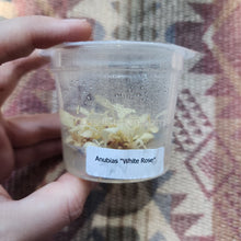 Load image into Gallery viewer, Tissue Culture Anubias White Rose-Aquatic Plants-Glass Grown-Glass Grown Aquatics-Aquarium live fish plants, decor