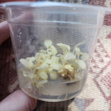 Load image into Gallery viewer, Tissue Culture Anubias White Rose-Aquatic Plants-Glass Grown-Glass Grown Aquatics-Aquarium live fish plants, decor