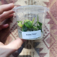 Load image into Gallery viewer, Tissue Culture Anubias Pinto-Aquatic Plants-Glass Grown-Glass Grown Aquatics-Aquarium live fish plants, decor