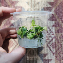 Load image into Gallery viewer, Tissue Culture Anubias Pinto-Aquatic Plants-Glass Grown-Glass Grown Aquatics-Aquarium live fish plants, decor